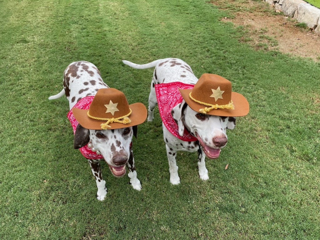 Dalmatians at the Summer 2026 Houston Rodeo